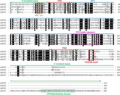 Activated P2X receptors can up-regulate the expressions of inflammation-related genes via NF-κB pathway in spotted sea bass (Lateolabrax maculatus)